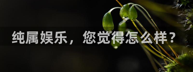 星辉平台2登录：纯属娱乐，您觉得怎么样？